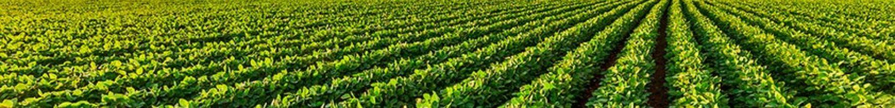Consultoria e Assessoria Agronômica em Agricultura Sustentável
